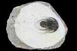 Spiny Kolihapeltis Trilobite - Rare Species #108779-3